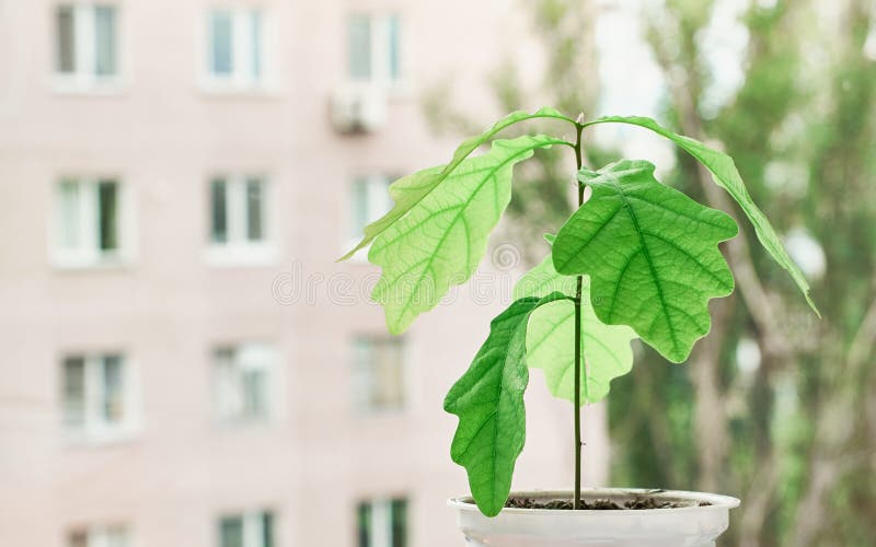 A small oak in a pot on the background of a high-rise building. Green tree in hand. World environment day. Recycling