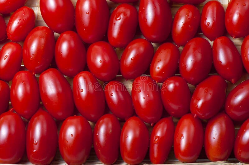 Small oblong red ripe tomatoes