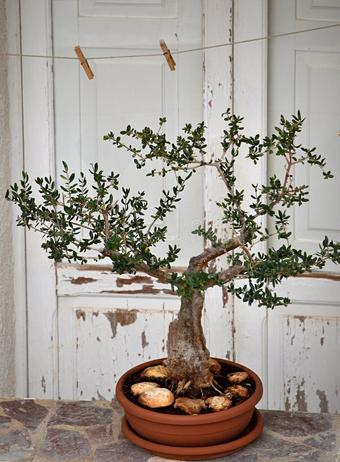 A Small Olive Tree in a Pot, a Bonsai on the Wall in Front of the Old