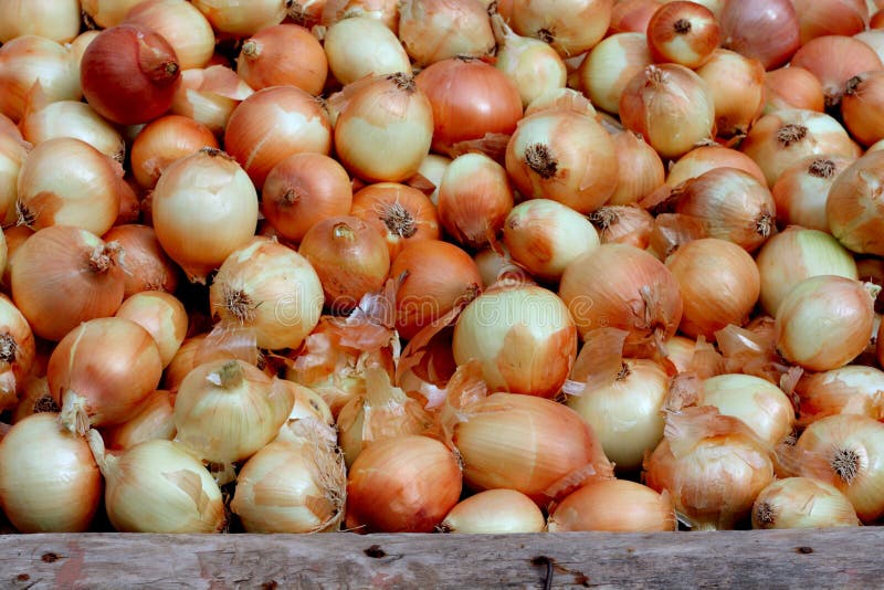 Small onions for sale stock photo. Image of healthy, backdrop 17525452