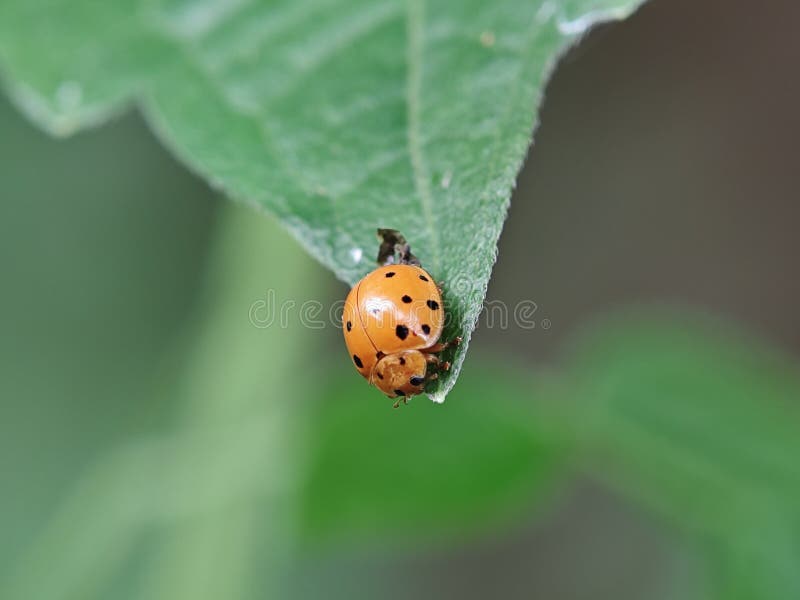 A small orange beetle perches on a green leaf royalty free stock photography