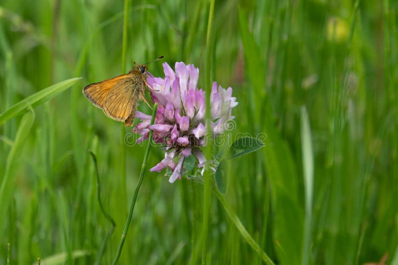 Small Orange Butterfly Brown Bullhead Butterfly Sits on a Blossom Stock