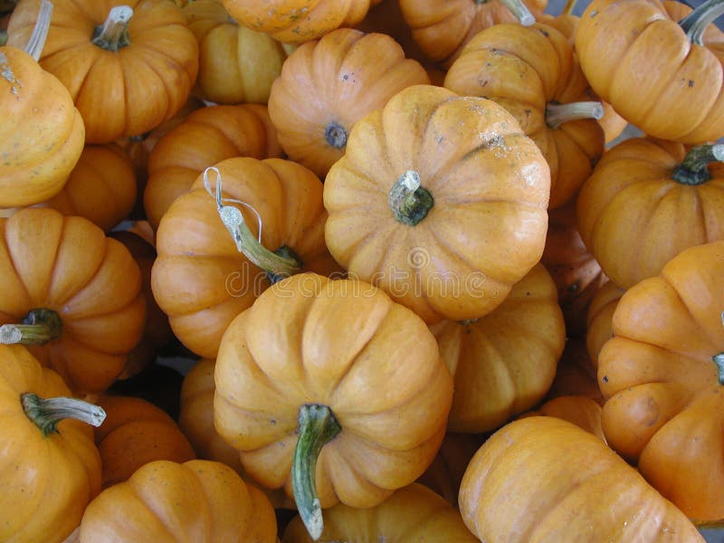 Small, orange, decorative pumpkins in a pile stock photo Small, orange, decorative pumpkins in a pile stock photo