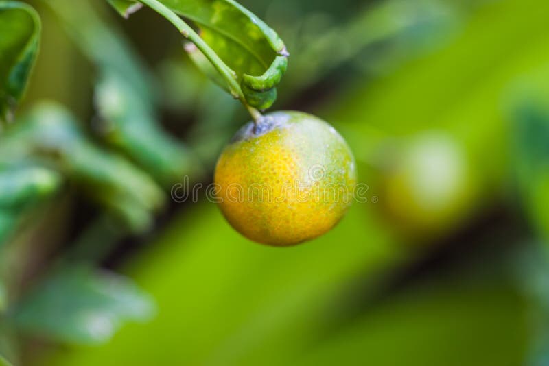 Small Orange Fruit Stock Photos Download 31,420 Royalty Free Photos