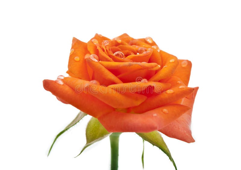 Small Orange Roses Isolated Stock Image Image of beautiful, depth 26091513
