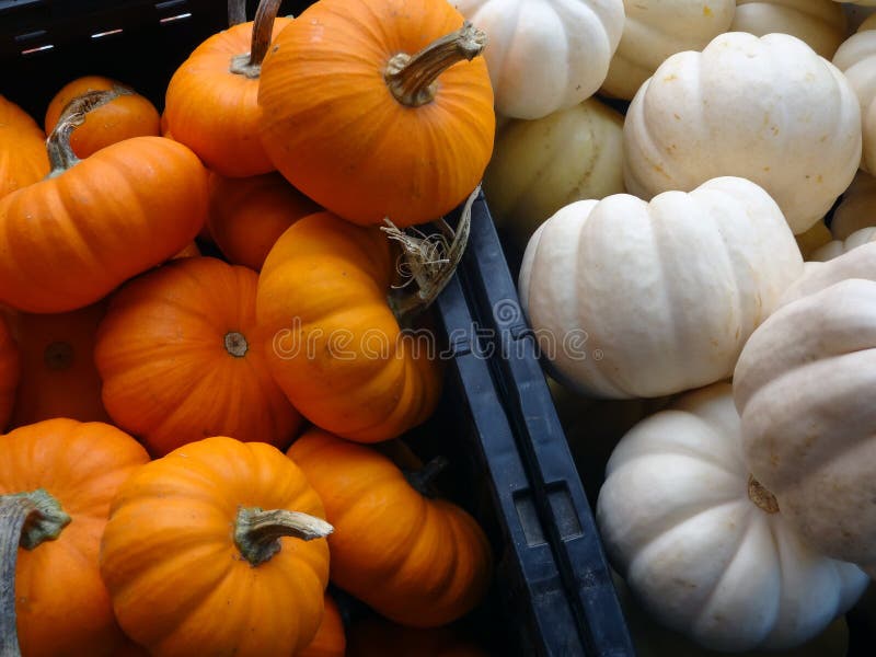 Small Orange and White Pumpkins in crates stock photography Small Orange and White Pumpkins in crates stock photography