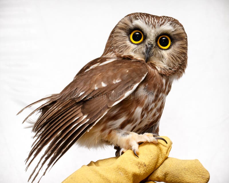 Small owl on hand