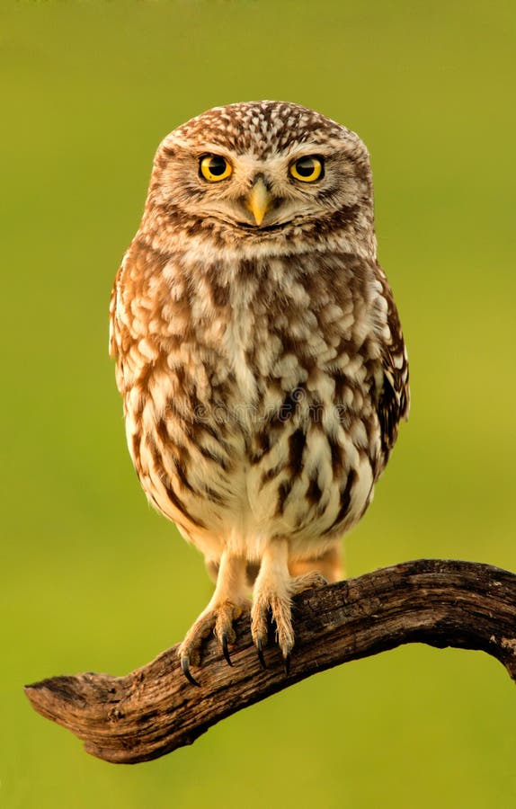 Small owl in the nature