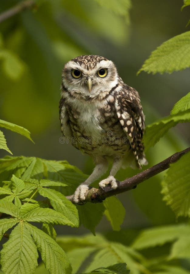 Small Owl sitting on branch