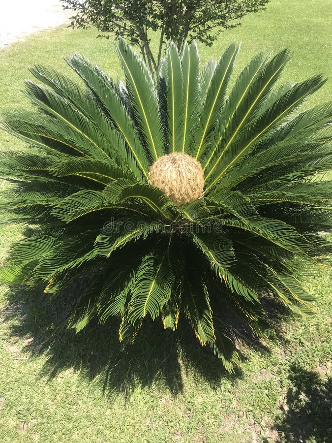 Small palm tree stock image. Image of arecaceae, nature - 199637233