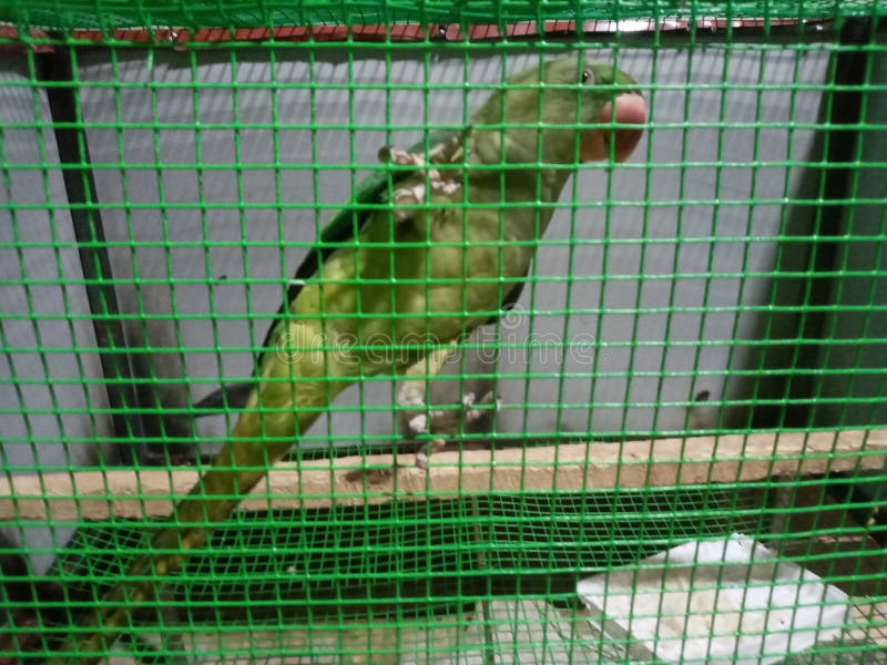 Red Parrot in the House stock photo. Image of beautiful 59966300