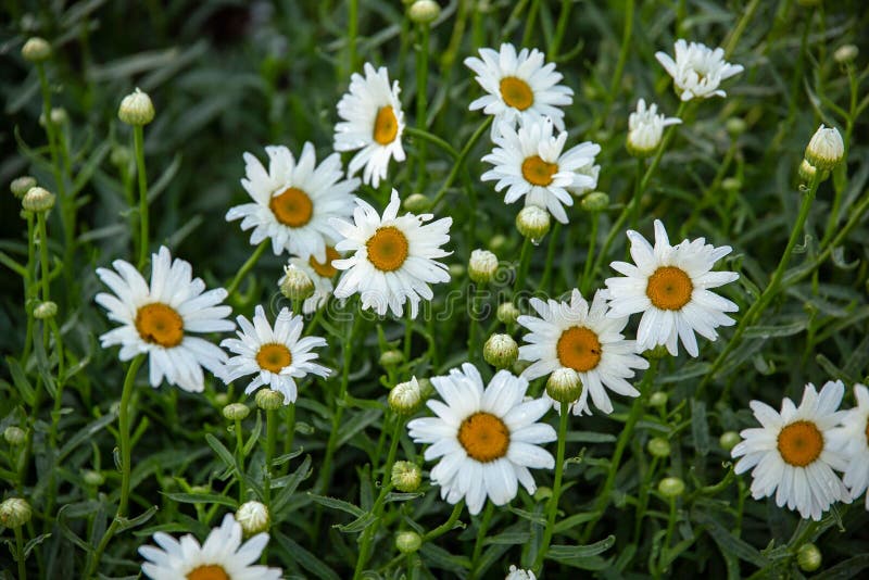 Small Patch of Current and Future White Daisys Stock Photo Image of