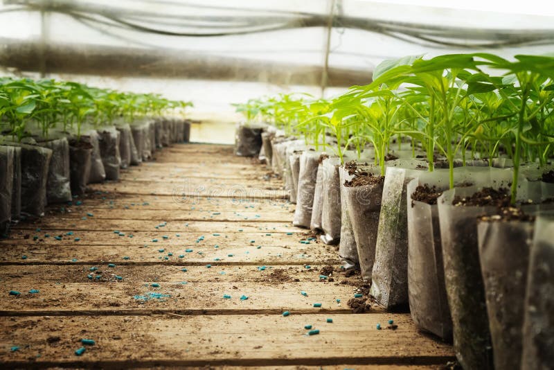 Small Pepper Plants in a Greenhouse for Transplanting Stock Photo