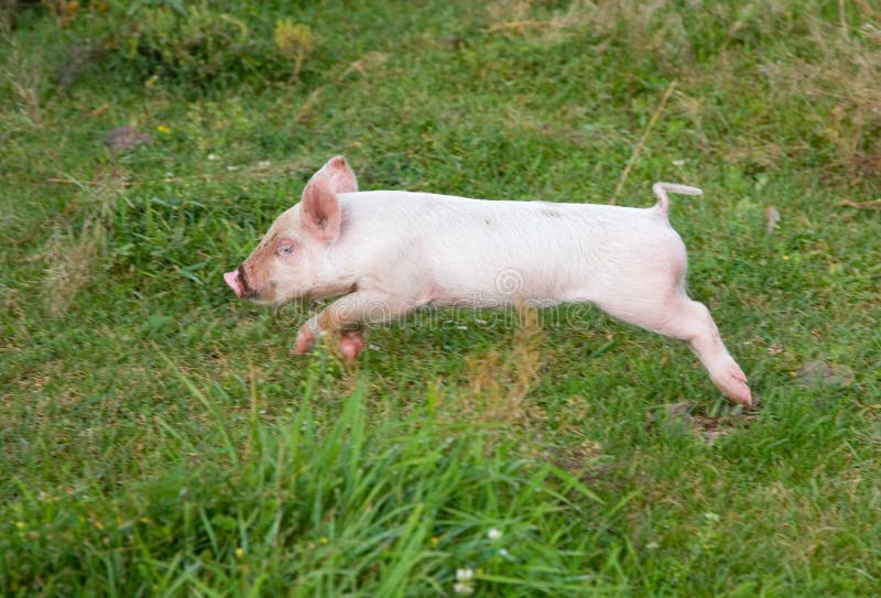 The small pig quickly runs