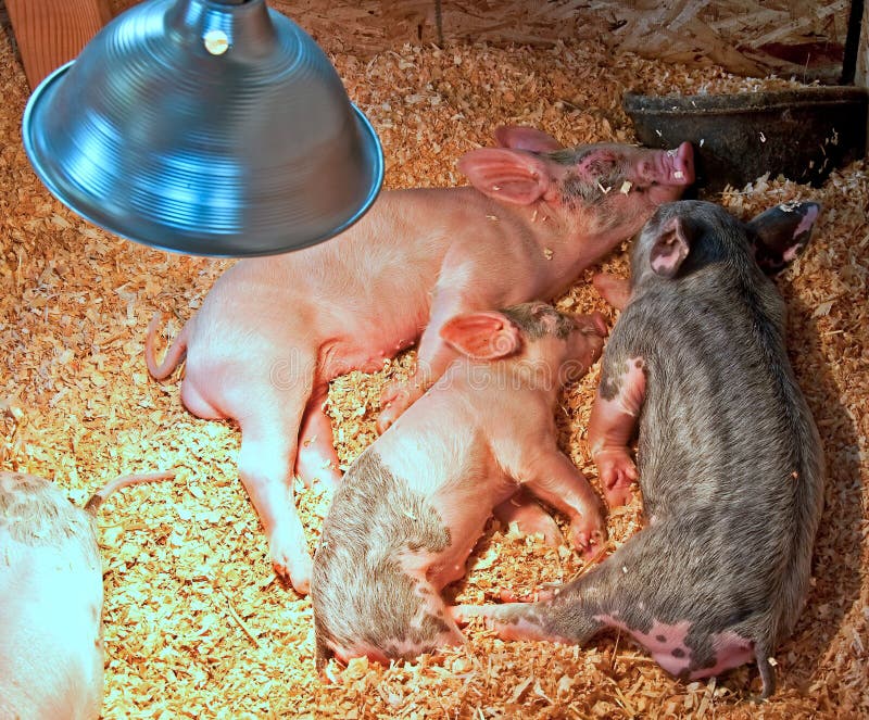 Small Piglets Sleeping Under Heat Lamp