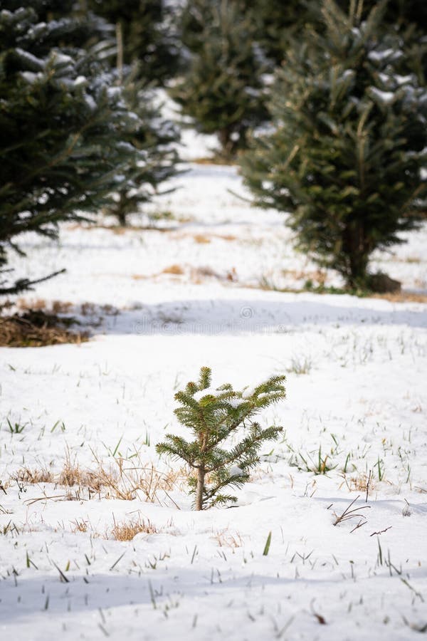 Christmas Tree Growing stock image. Image of decorative 210614835