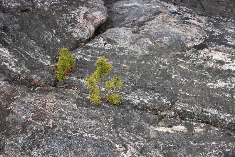 Small Pine Tree on Rocks in Tundra Stock Image Image of vegetation