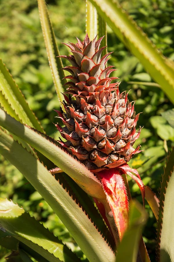 Small Pineapple on the Plant Stock Image Image of plant, vegetable