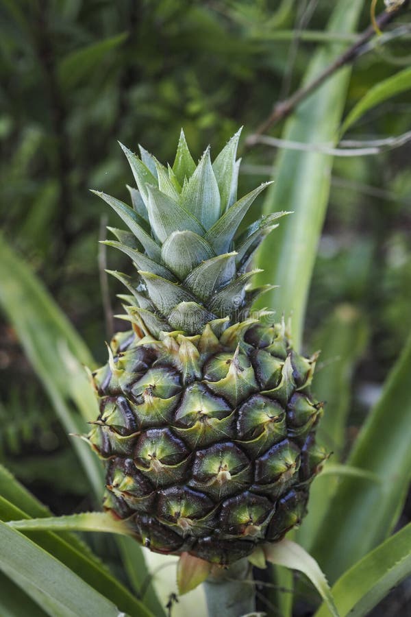 Pineapple On The Stalk, Dole Plantation, Oahu Stock Image Image of