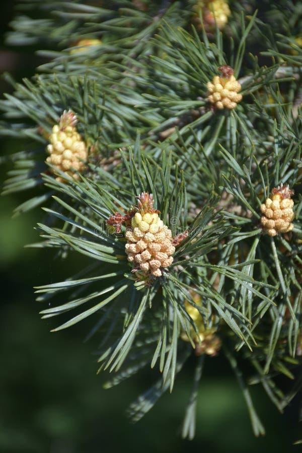 Baby Pinecones Forming Along the Branches of a Pine Tree Stock Image Image of needles, pine