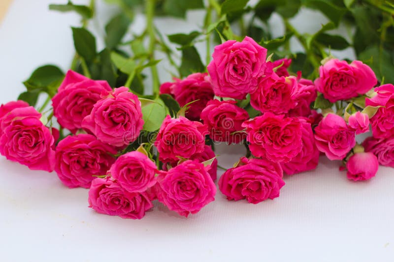 Small pink bush roses on a white background with a place for text.