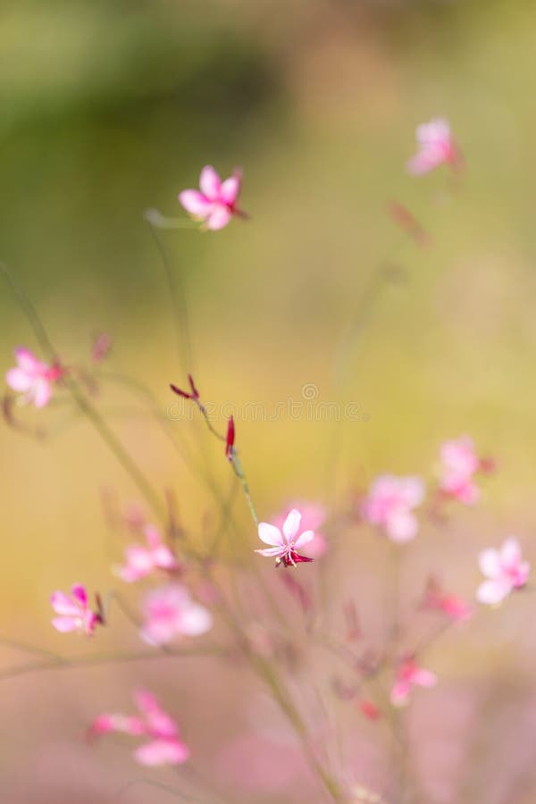 Small pink flower royalty free stock image