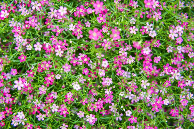 Flower Gypso, Gypsophila in the Garden Stock Image Image of gardening