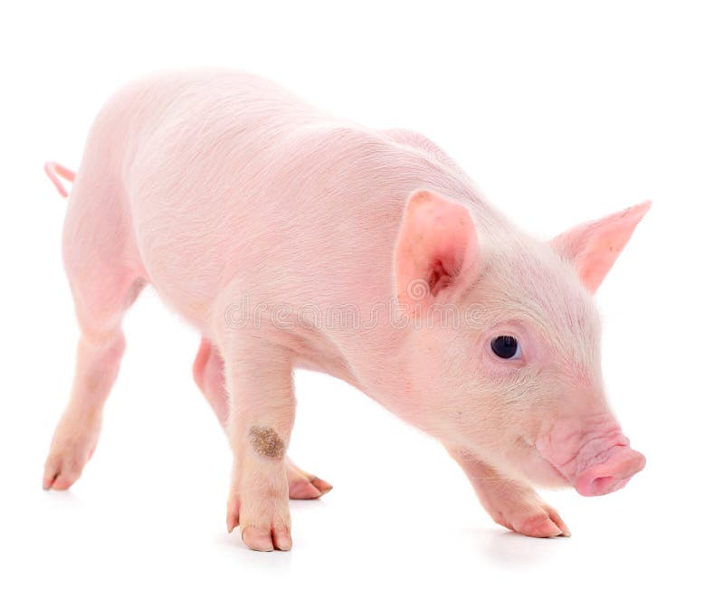 Small pink pig isolated. Small pink pig who is isolated on white background