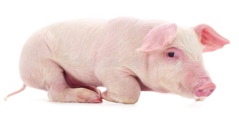 Small pink pig isolated