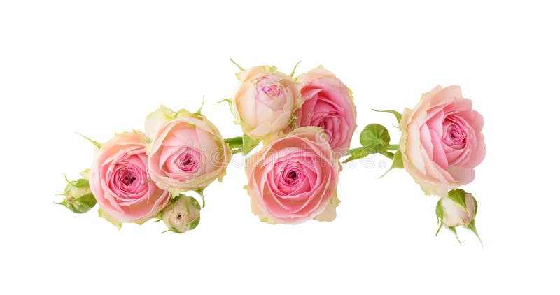 Small pink rose flowers isolated on white background stock photography