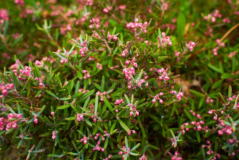 Pink Rosemary Flowers in Soft Colors Stock Photo Image of healthy, aroma 171585648