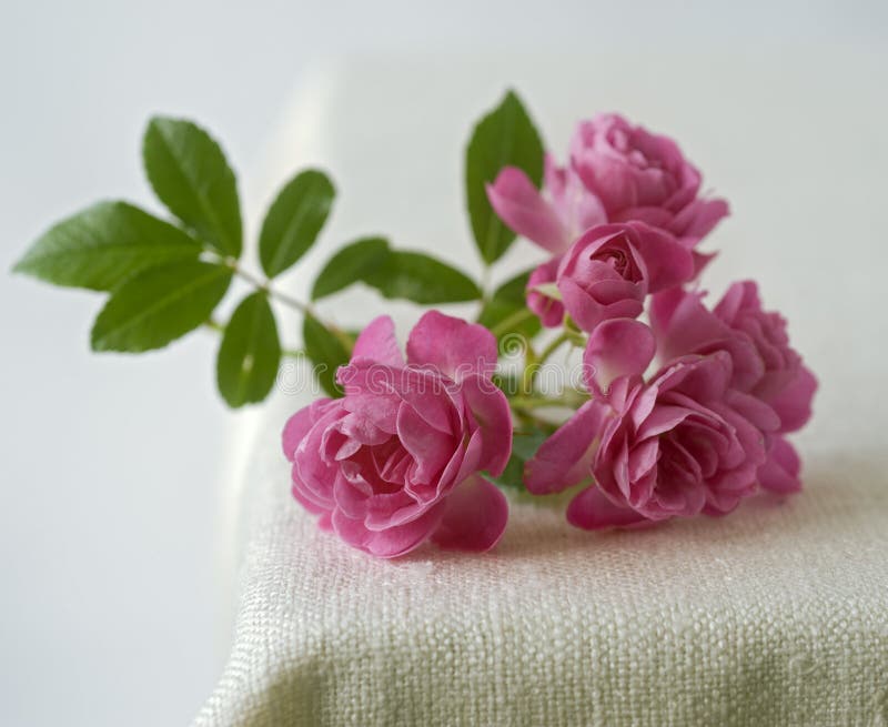 Small pink roses stock photography