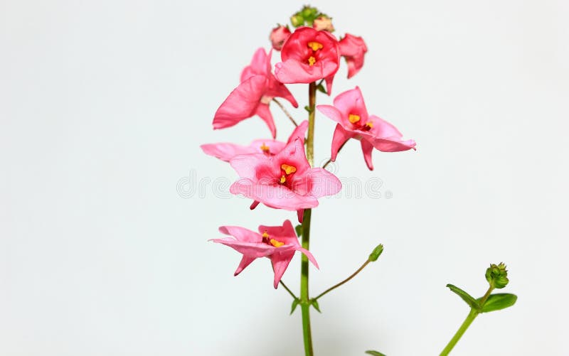 Small pink tropical flowers royalty free stock images