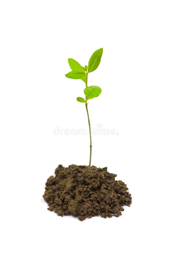 Small plant stock image. Image of cultivate, life, gardening 4963929