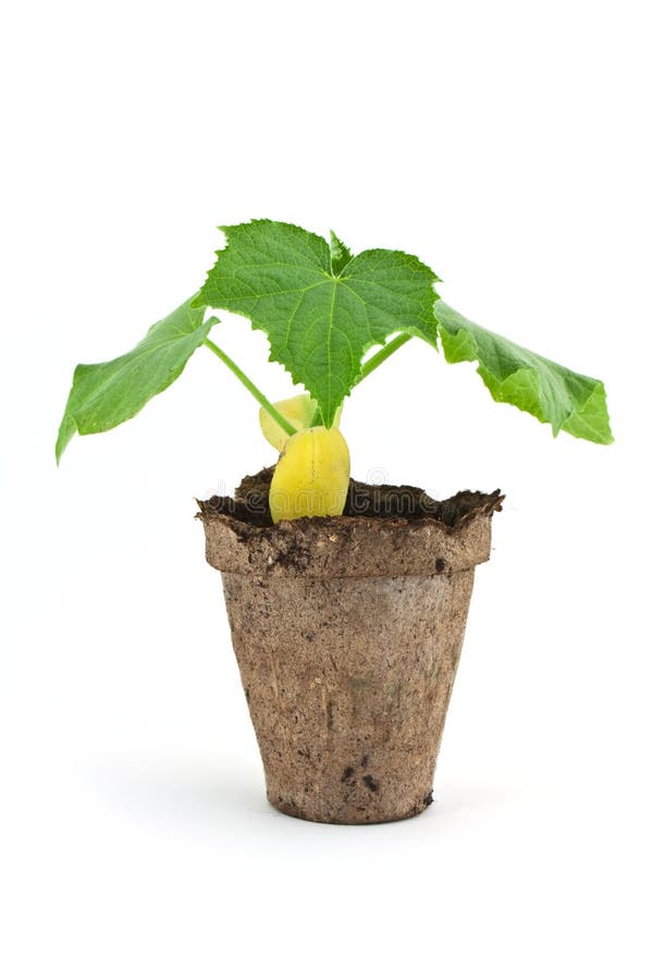 Small plant of cucumber