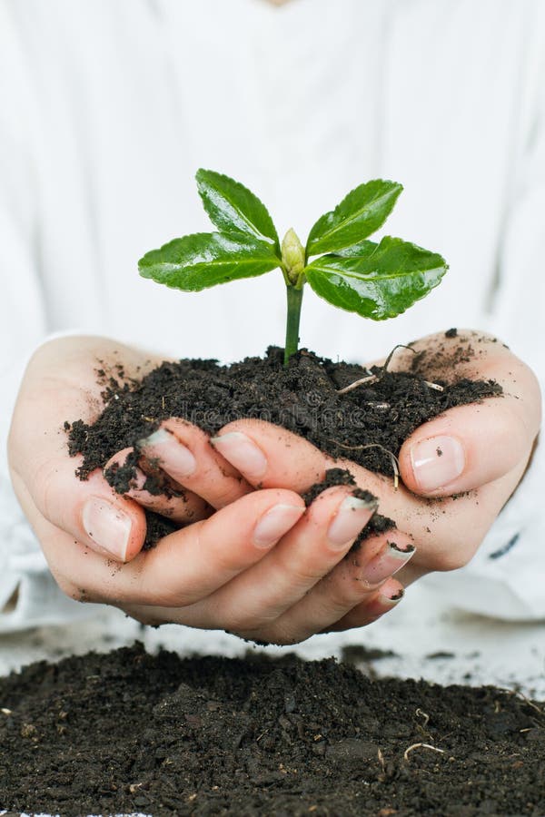 Small plant growing stock photo. Image of hope, develop 18741844