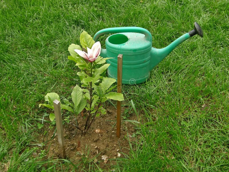 Small Plant Magnolia And Watering Pot Stock Images Image 14152584
