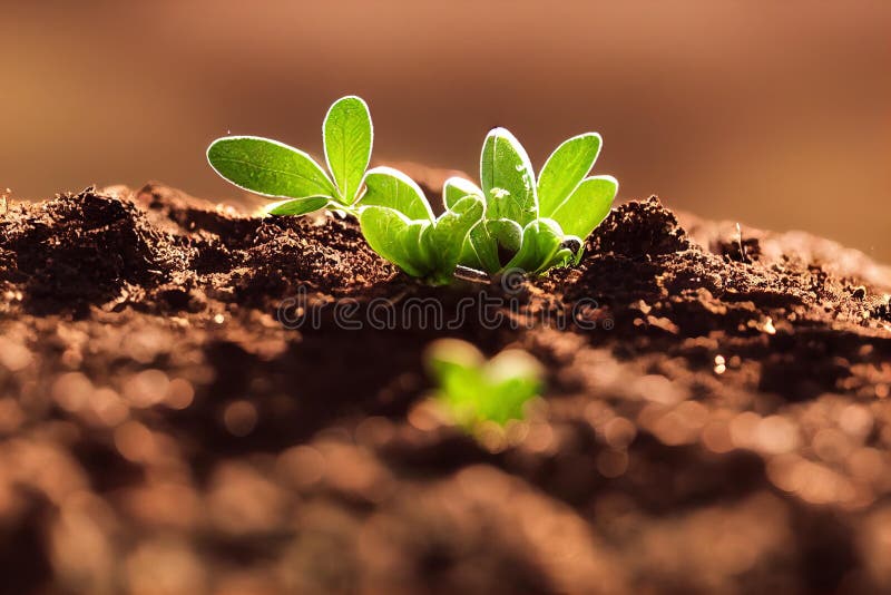 A Small Plant Sprouts from the Ground in the Dirt Stock Photo Image