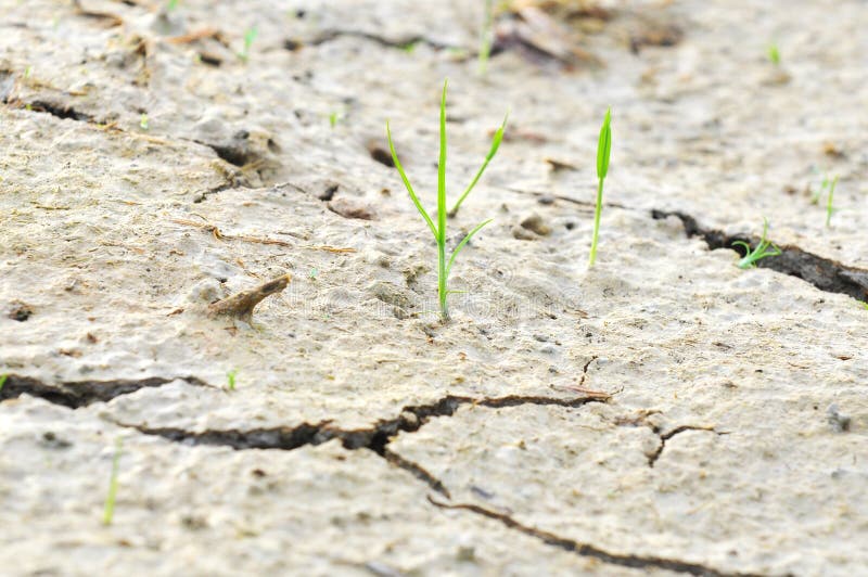 Small Plant Survive on a Drought Land Survival Concept Stock Photo Image of disaster, green