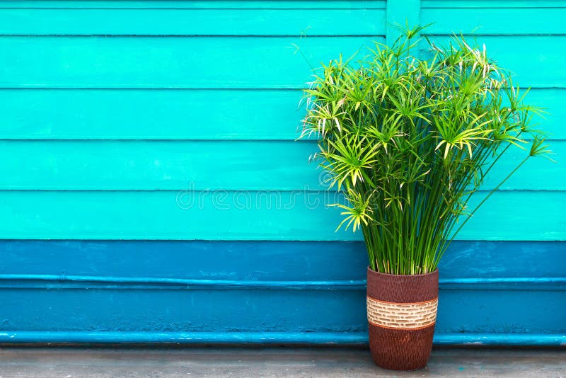 Small plant in vase