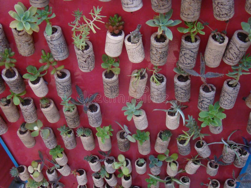 Plants in corks in a panel stock image. Image of wall 104075979