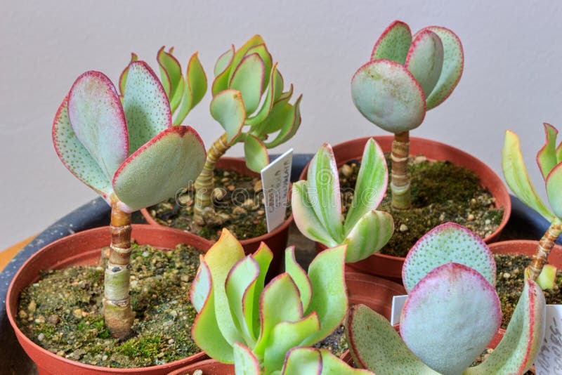 Small plants crassula