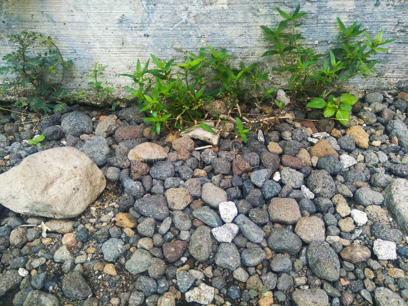 Small Plants Growing on Rocky Ground Stock Image Image of outdoor