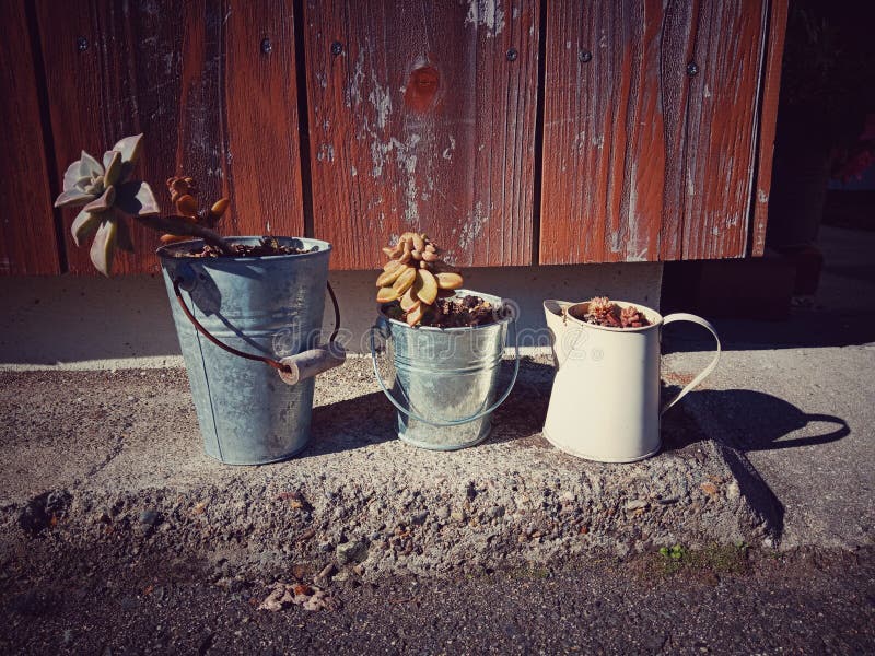 Small Plants in idea pot royalty free stock photo Small Plants in idea pot royalty free stock photo