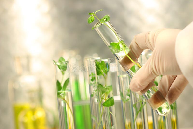 Small plants in test tubes royalty free stock photography Small plants in test tubes royalty free stock photography
