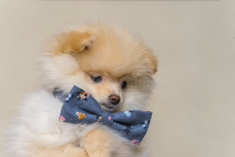 pomeranian tie