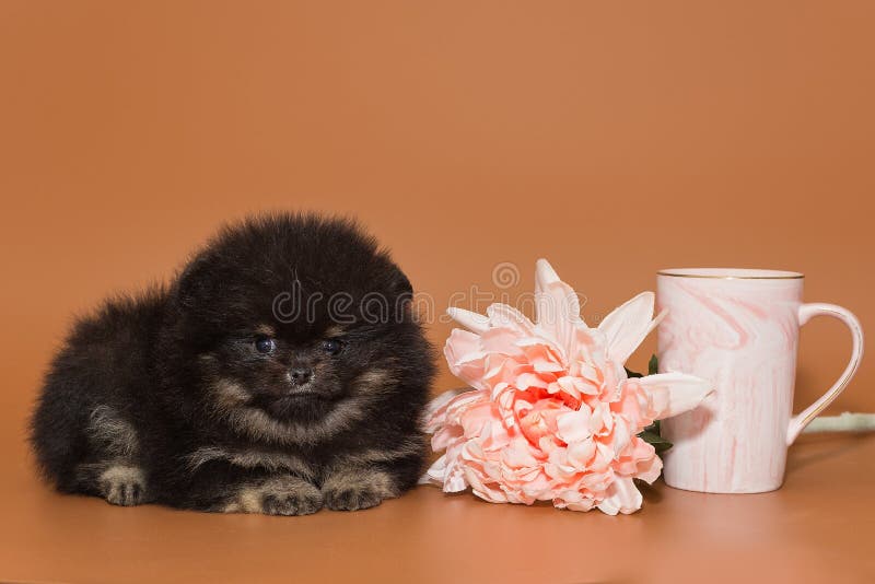 pomeranian cup