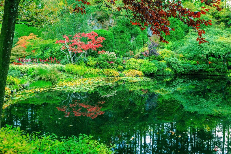 In small pond reflected trees