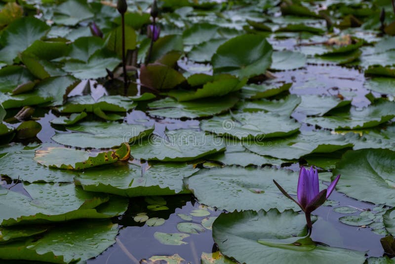 A Small Pond of Water Lilies in the City Stock Image Image of aquatic