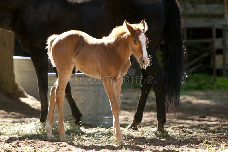 Small pony next to horse.